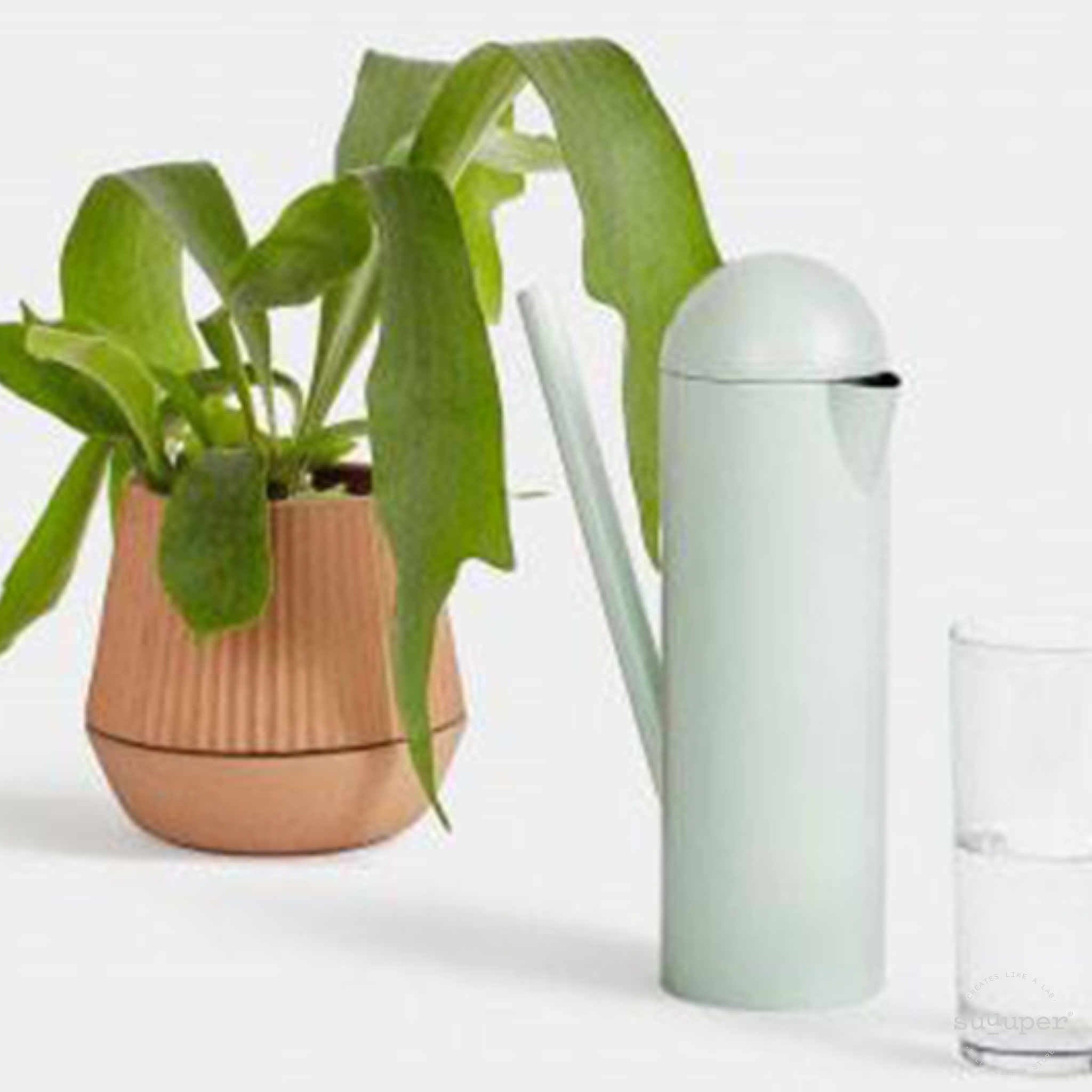 Bottle vs watering can  - Design by Earnest Studio & Emilie Pallard