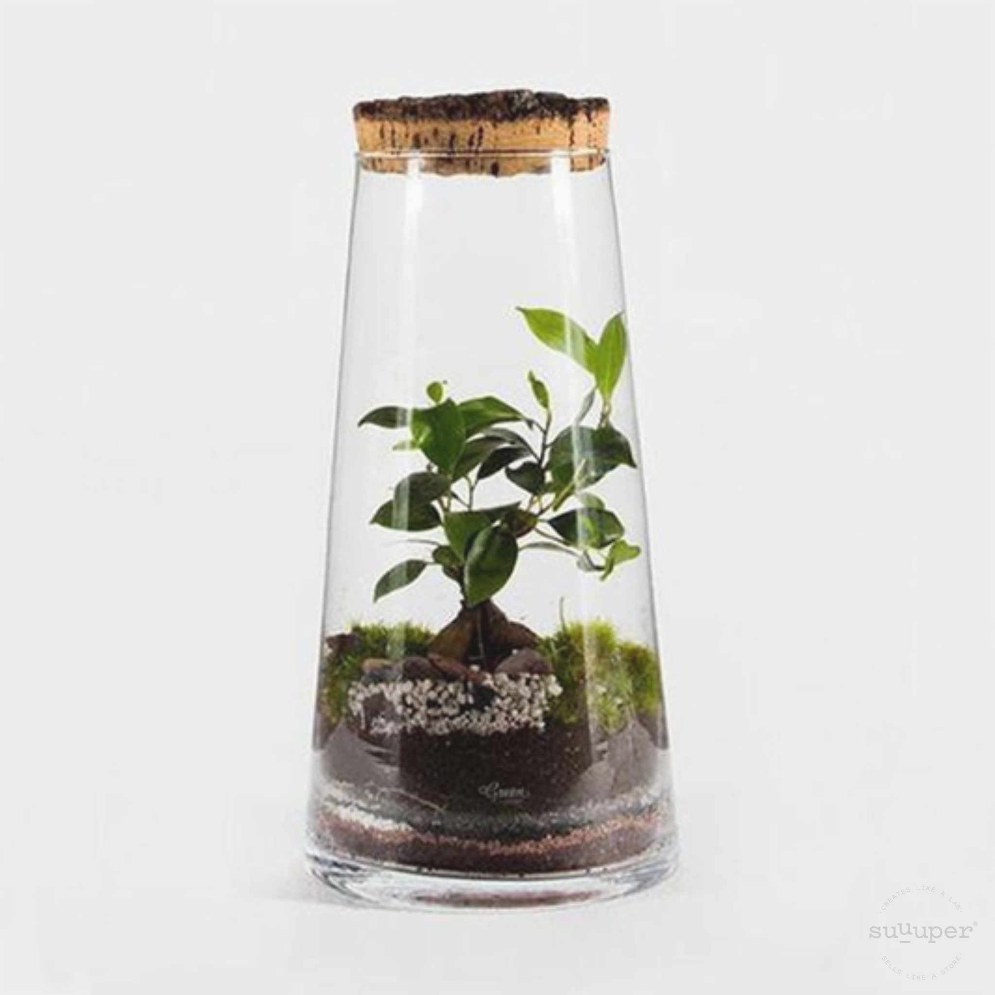 Cork Forest Terrarium