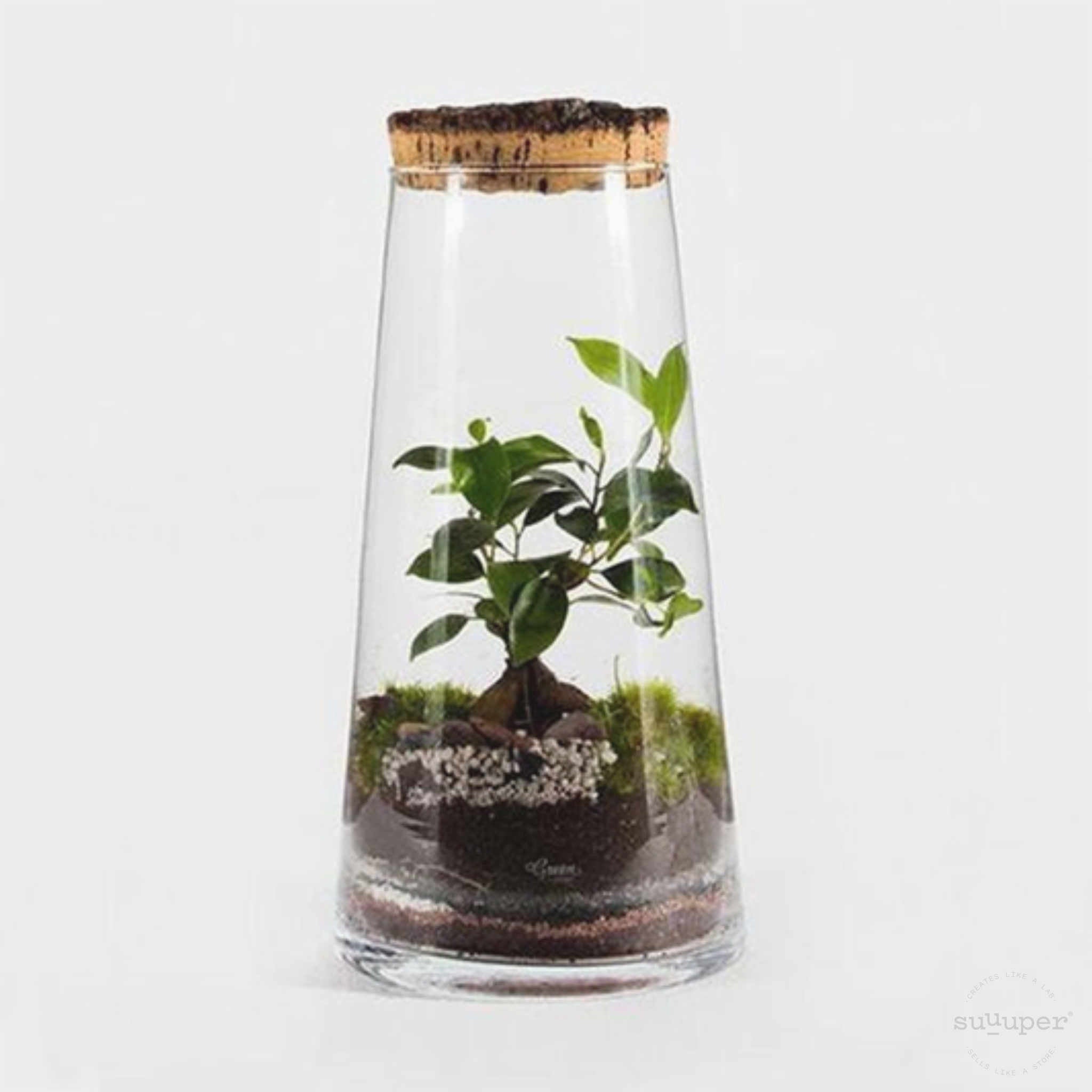 CORK FOREST TERRARIUM