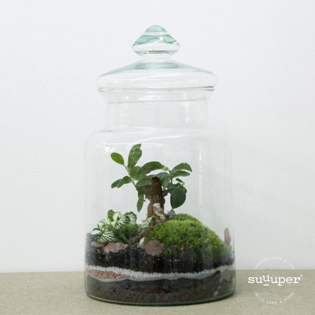 Medium Forest Terrarium