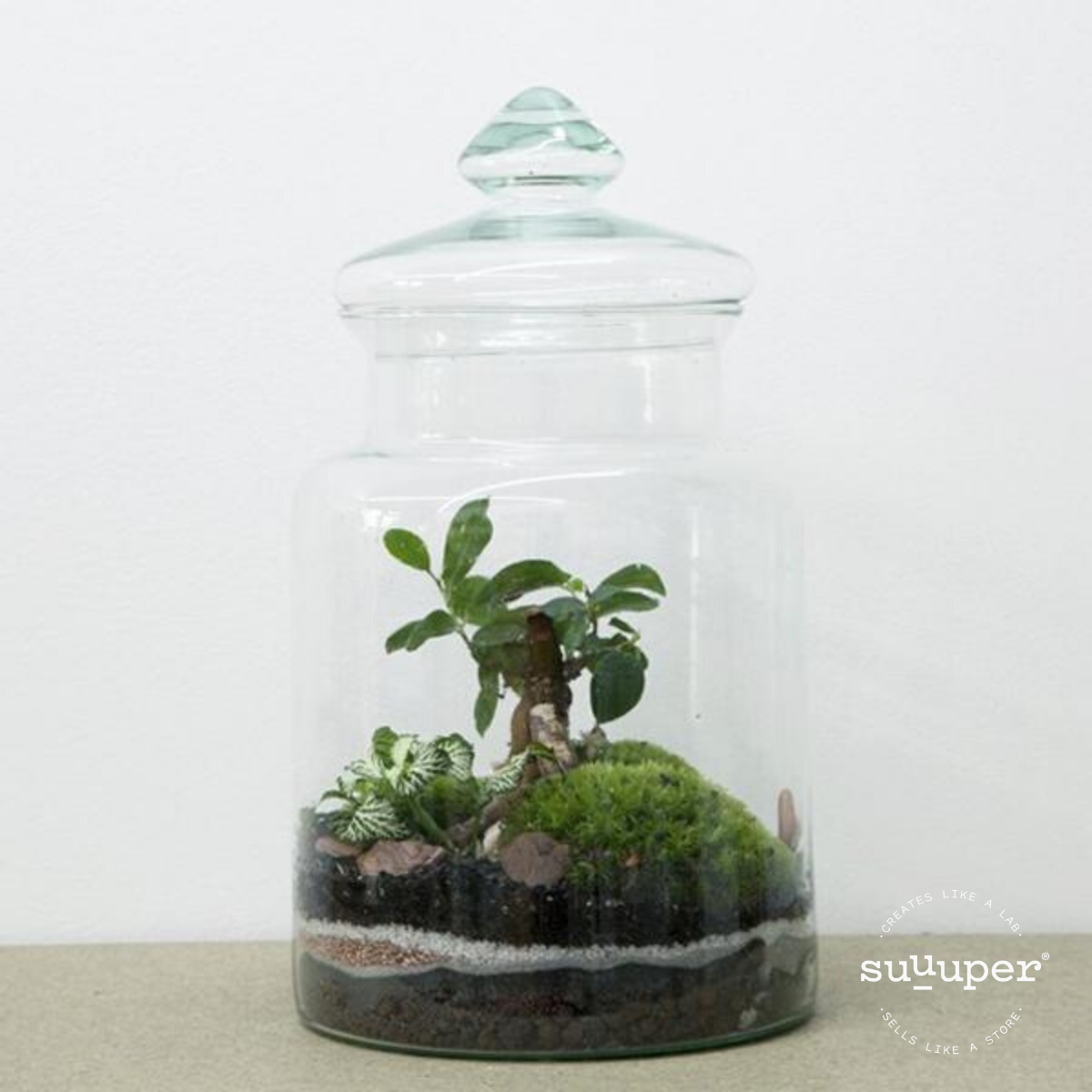 MEDIUM FOREST TERRARIUM