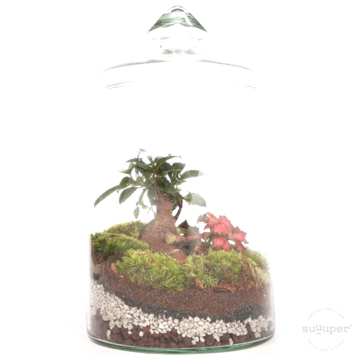 MEDIUM FOREST TERRARIUM